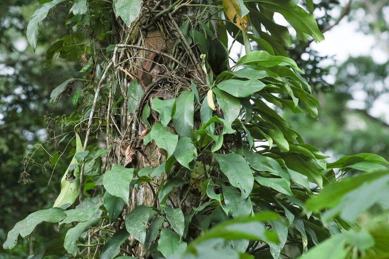 Rhaphidophora bogneri