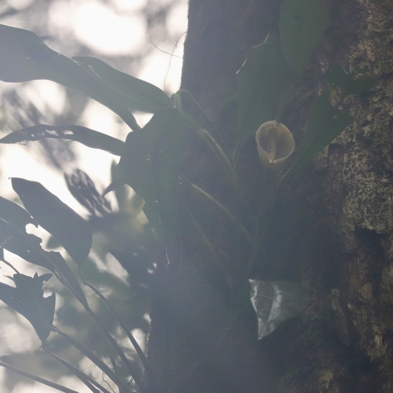 Rhaphidophora bogneri photo 2