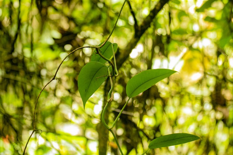 Rhaphidophora bogneri photo 3