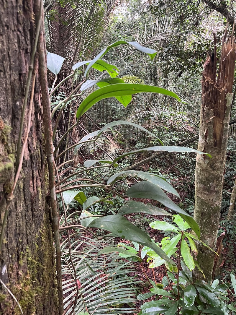 Rhaphidophora bogneri photo 5