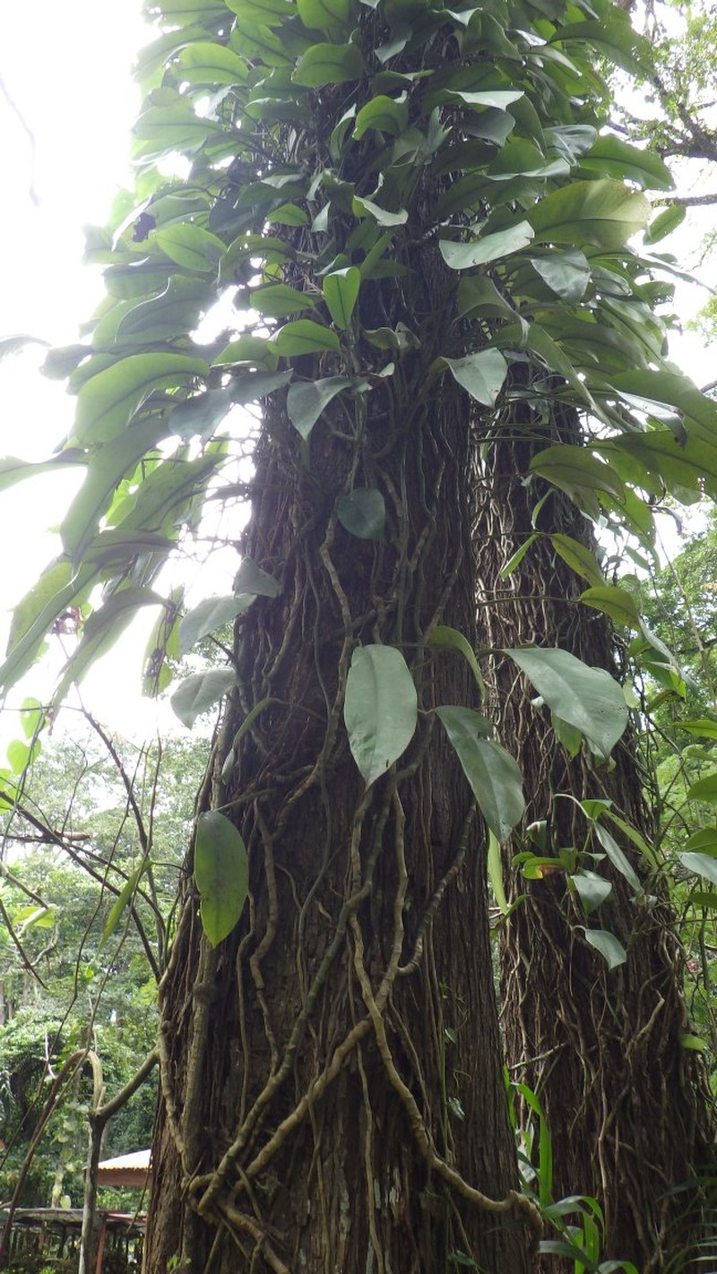 Rhaphidophora bogneri photo 8