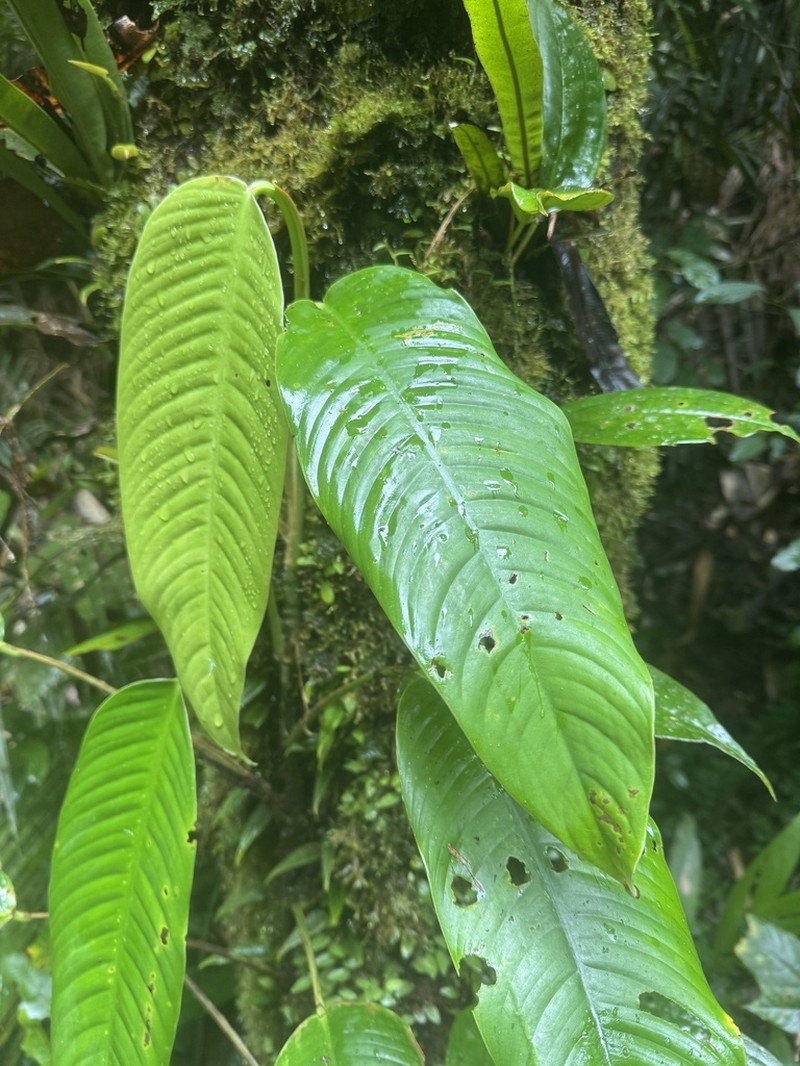 Rhaphidophora microperforata
