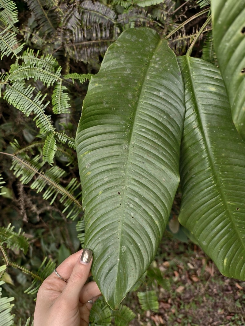 Rhaphidophora microperforata photo 2