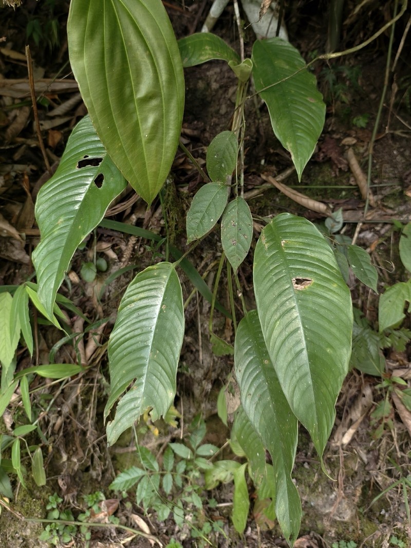 Rhaphidophora microperforata photo 3