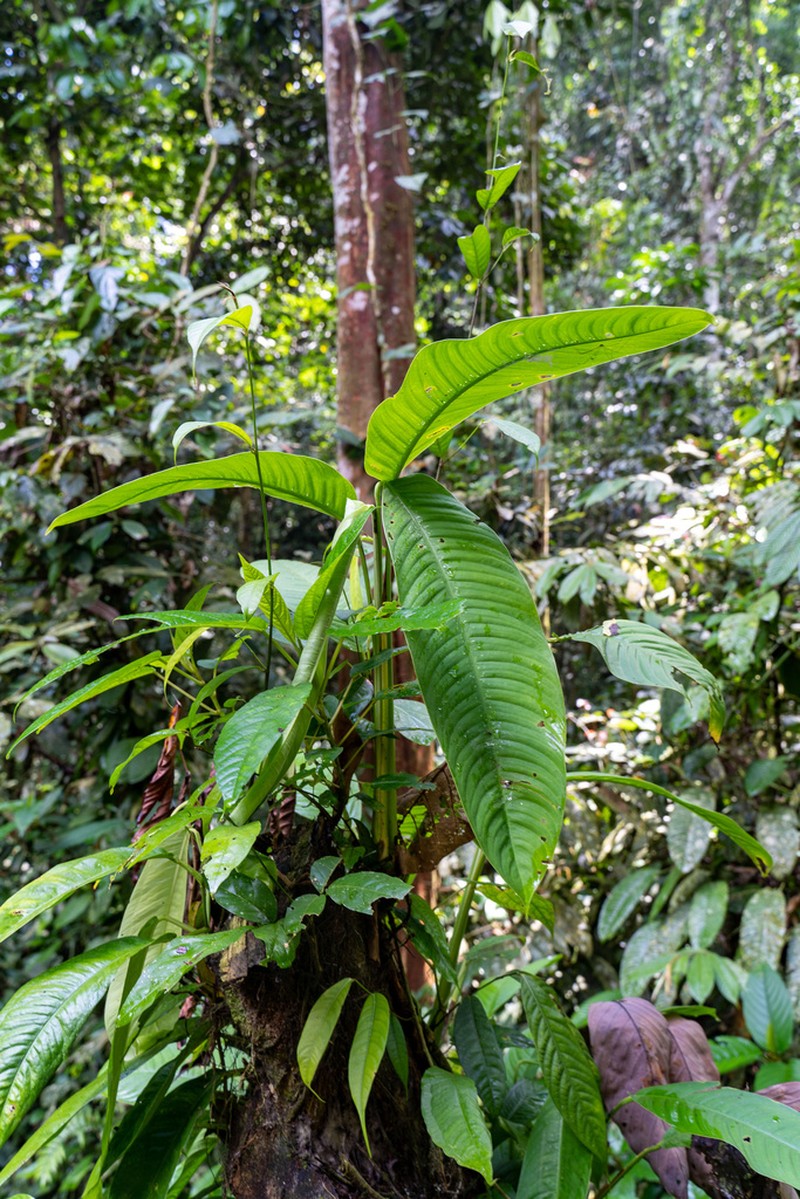 Rhaphidophora microperforata photo 4