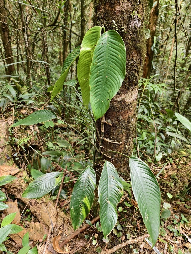 Rhaphidophora microperforata photo 5