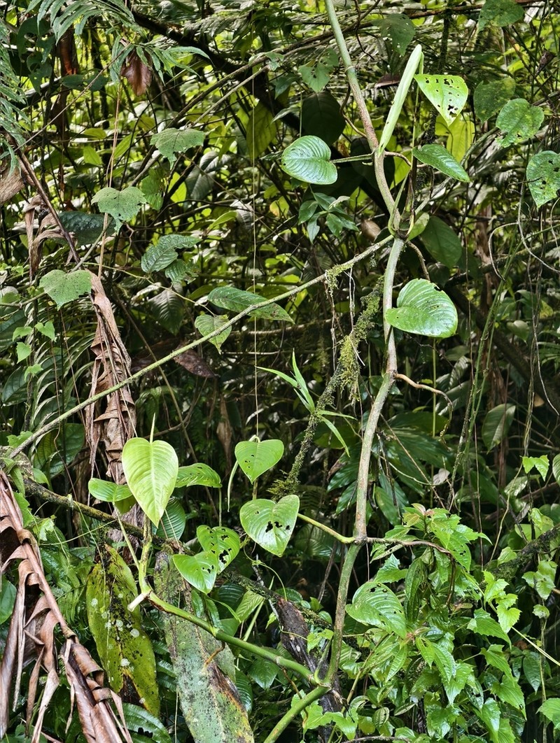 Rhaphidophora microperforata photo 6