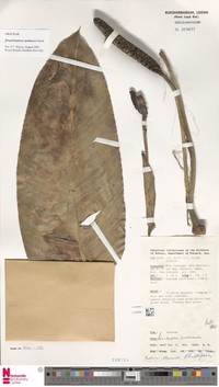Rhaphidophora