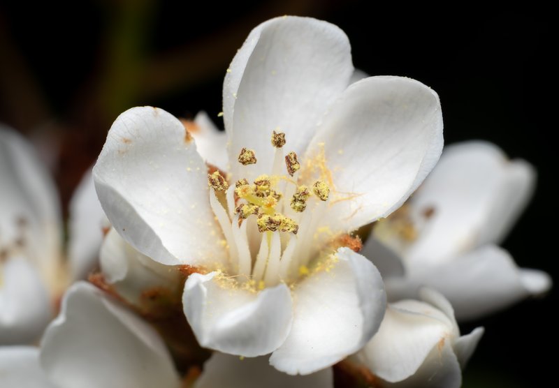 Rhaphiolepis indica