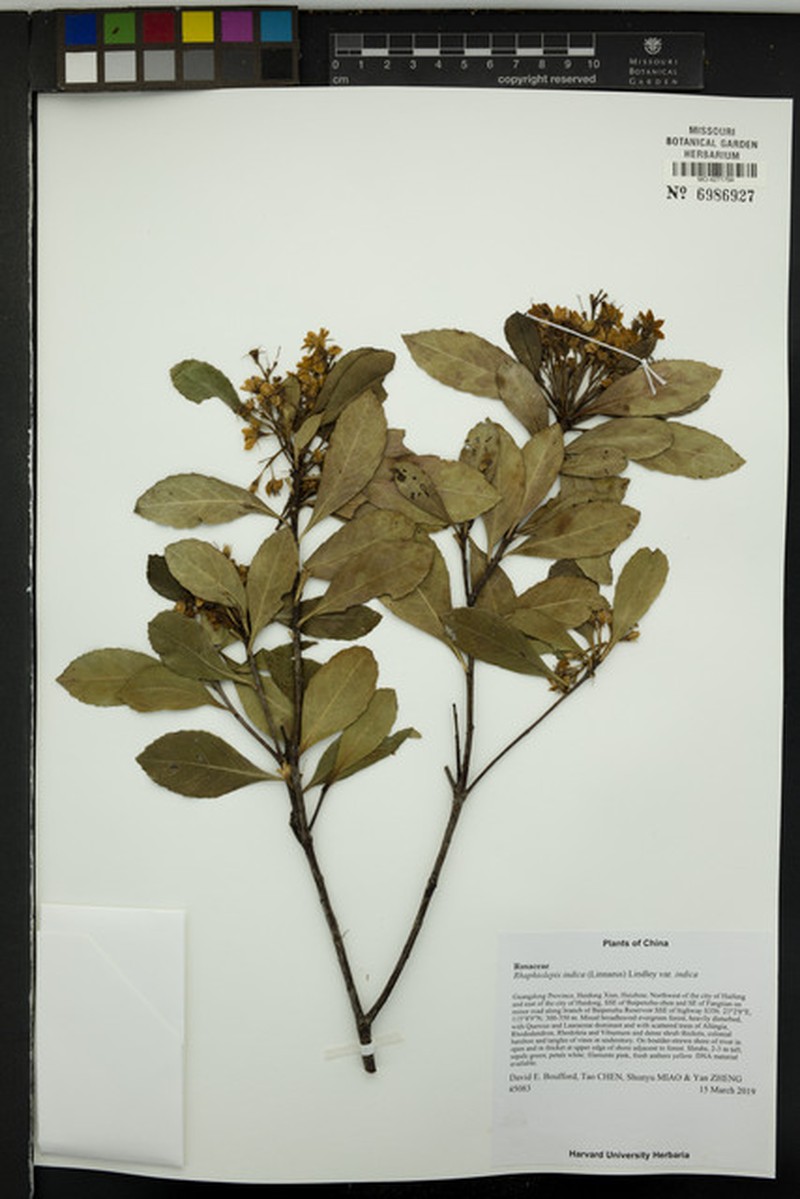 Rhaphiolepis indica var. indica