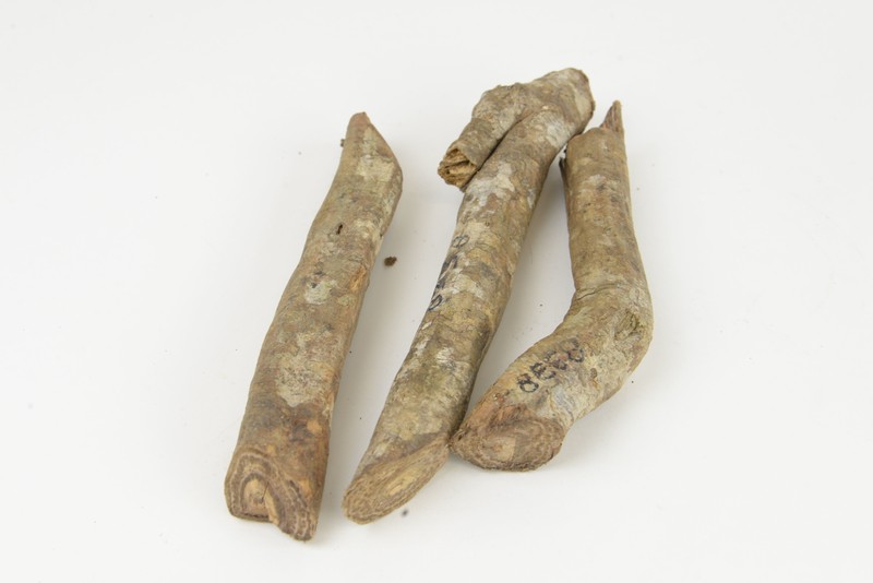 Rhaphiostylis ferruginea var. ferruginea
