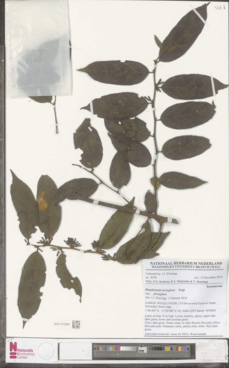 Rhaphiostylis ferruginea var. ferruginea photo 2