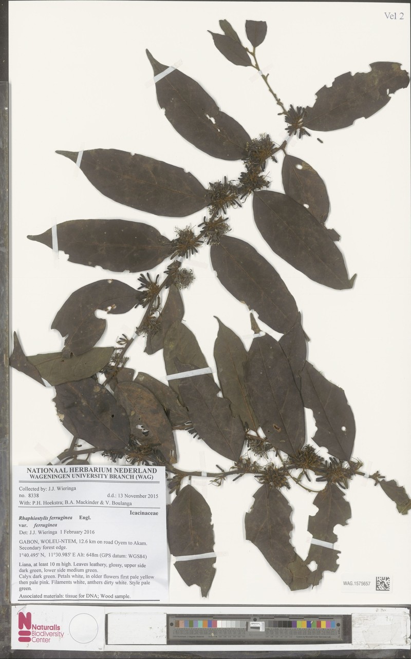Rhaphiostylis ferruginea var. ferruginea photo 3