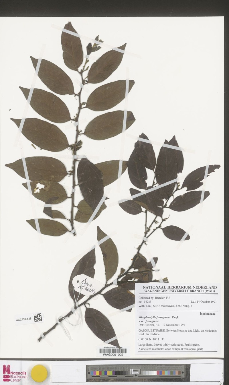 Rhaphiostylis ferruginea var. ferruginea photo 4