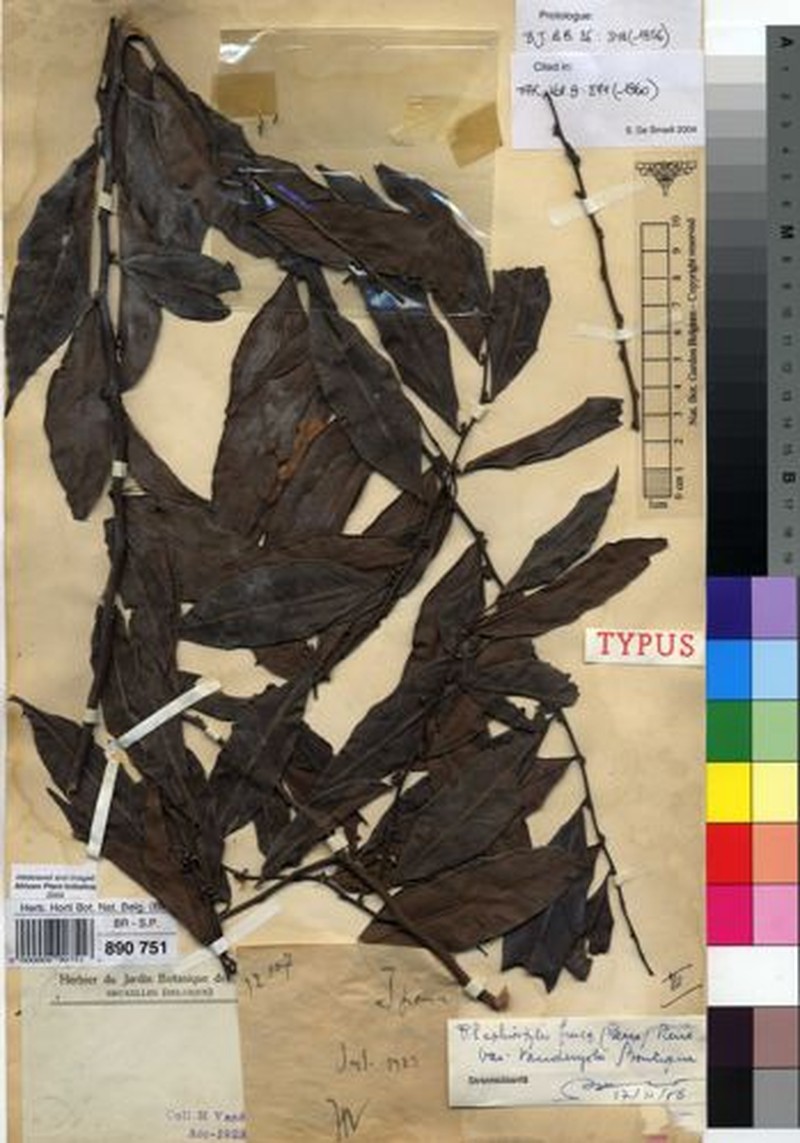 Rhaphiostylis fusca var. vanderystii