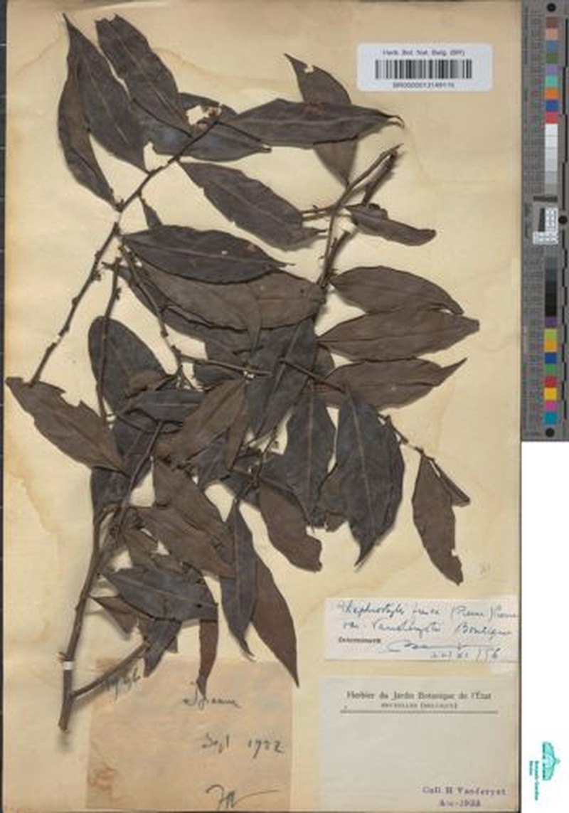 Rhaphiostylis fusca var. vanderystii photo 2