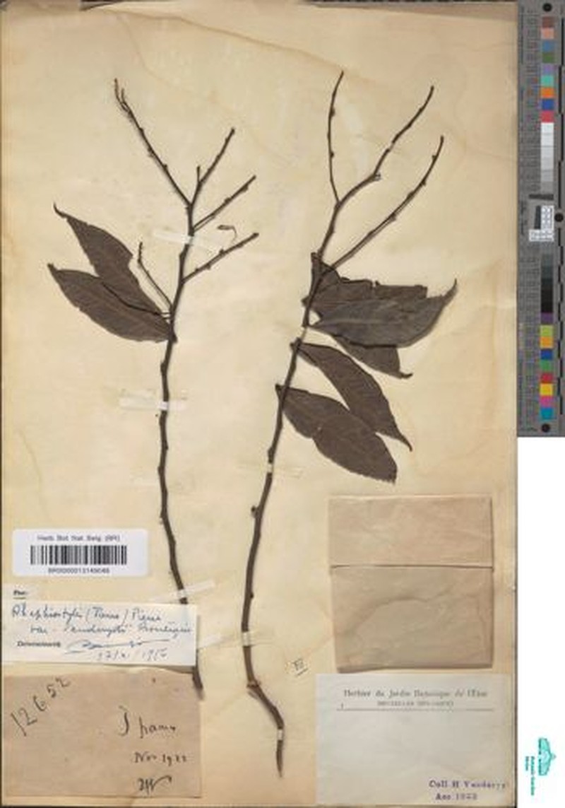Rhaphiostylis fusca var. vanderystii photo 3