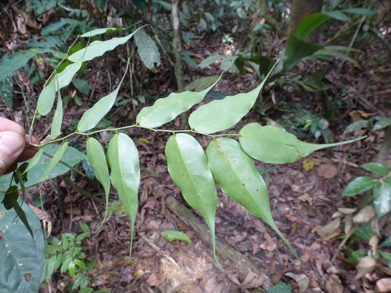 Rhaphiostylis minima