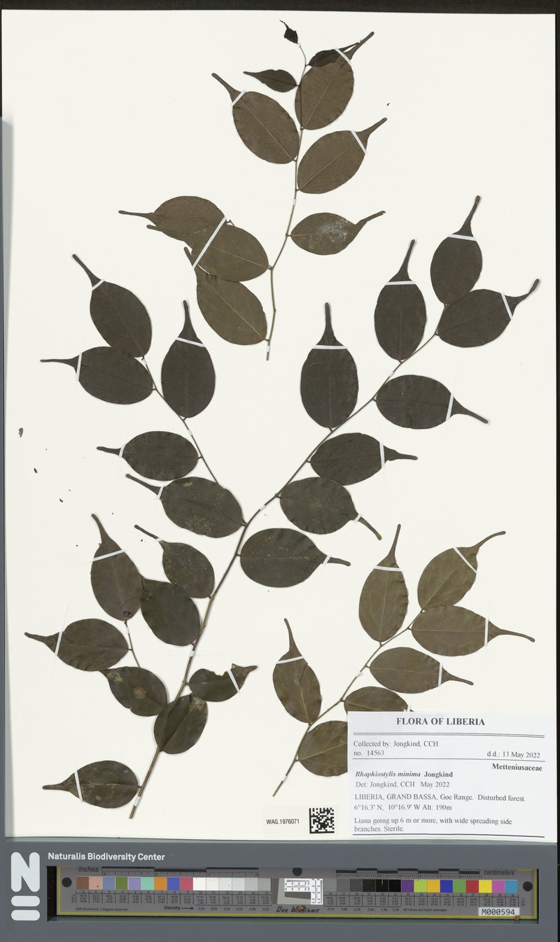 Rhaphiostylis minima photo 2