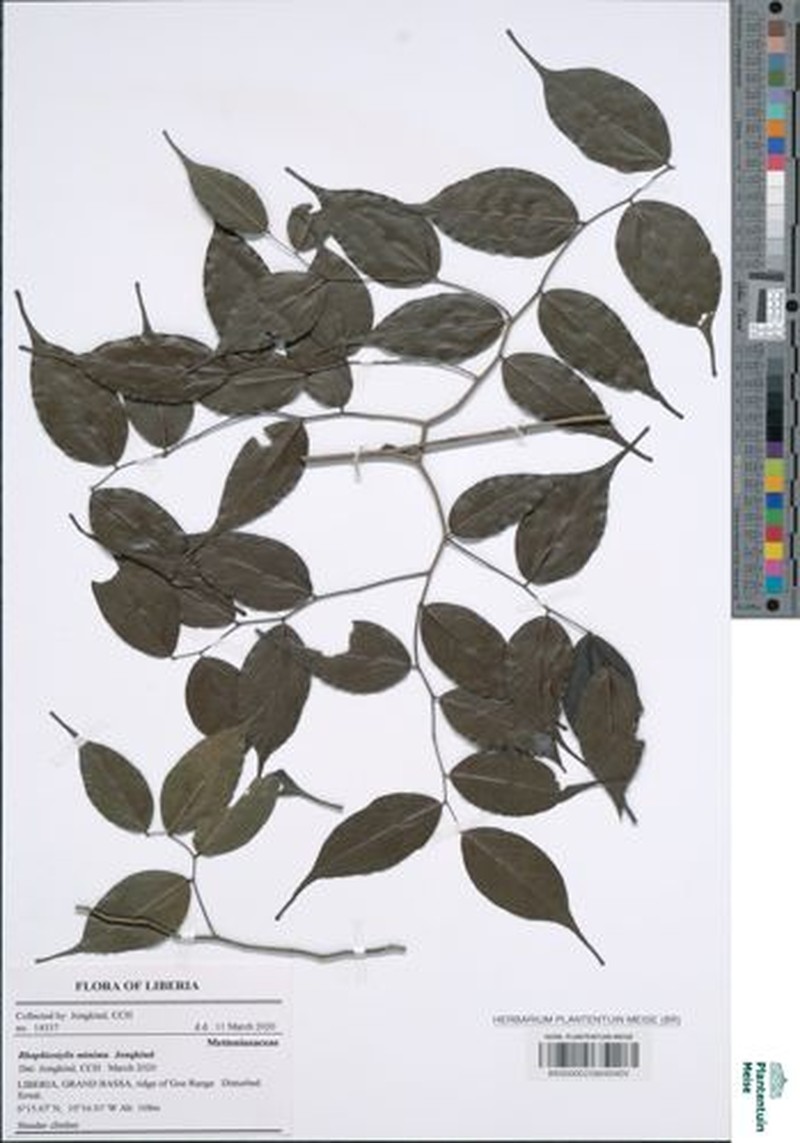 Rhaphiostylis minima photo 3