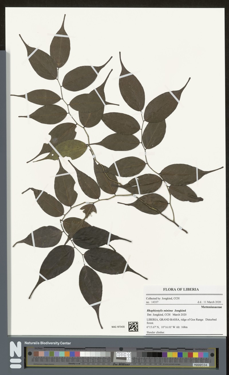Rhaphiostylis minima photo 4