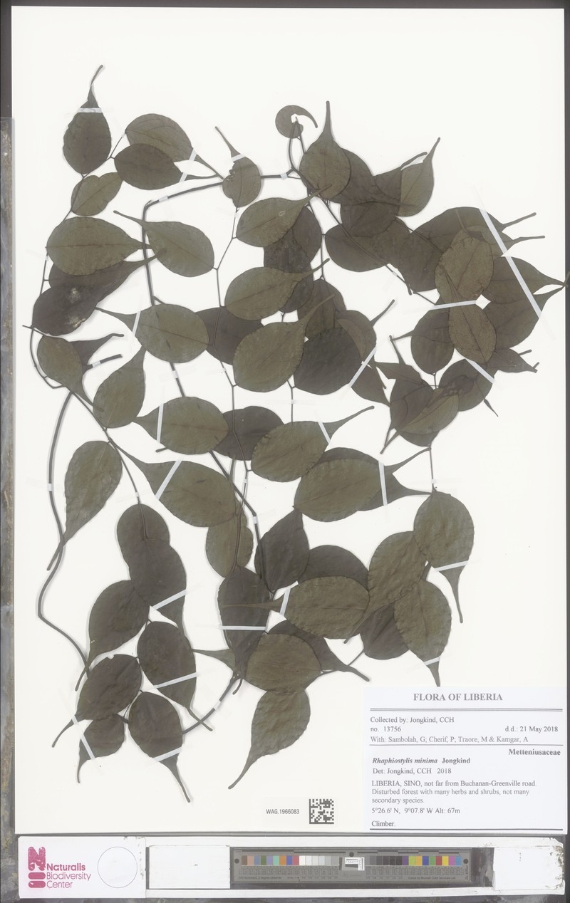 Rhaphiostylis minima photo 5