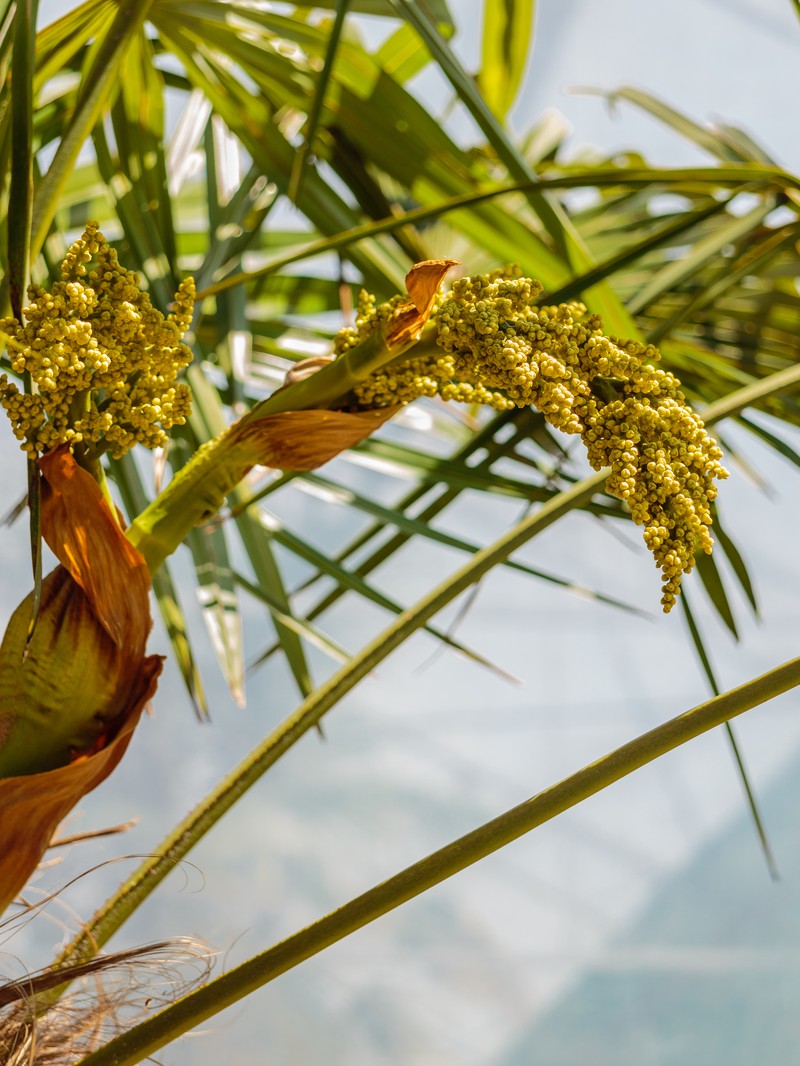 Needle Palm photo 4