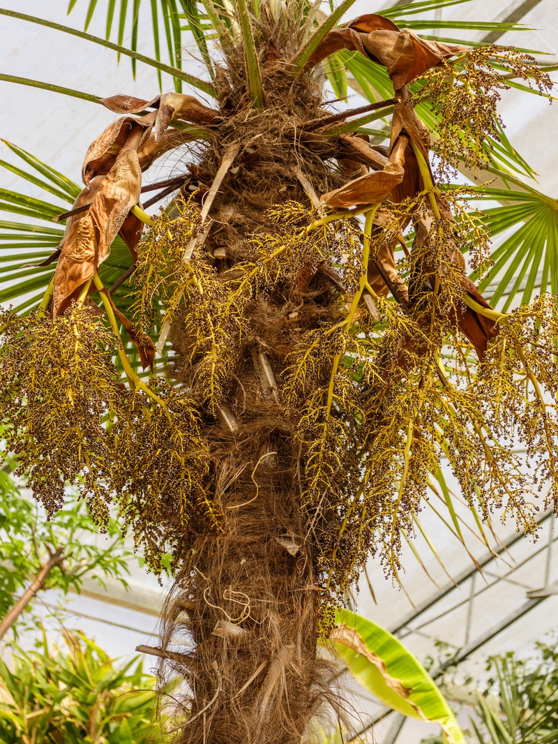 Needle Palm photo 5