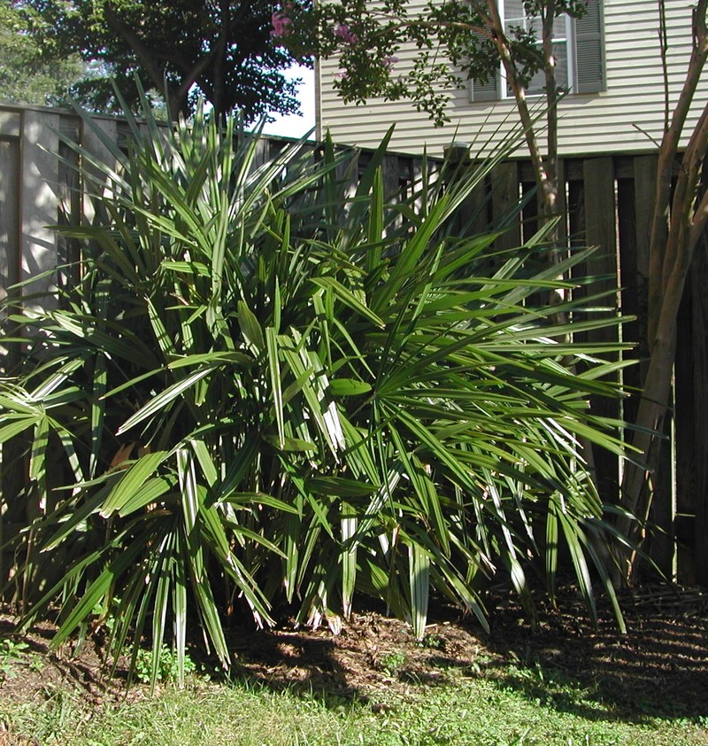 Needle Palm