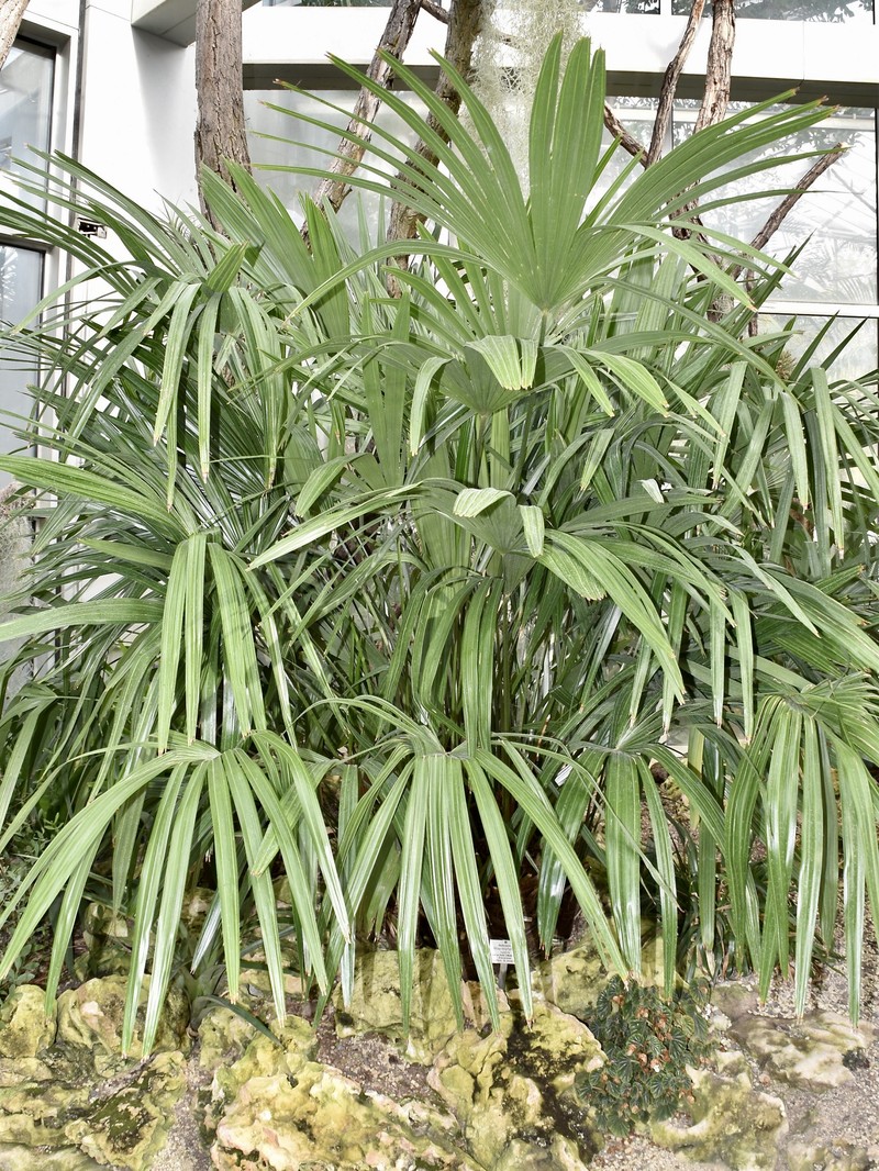 Needle Palm photo 2