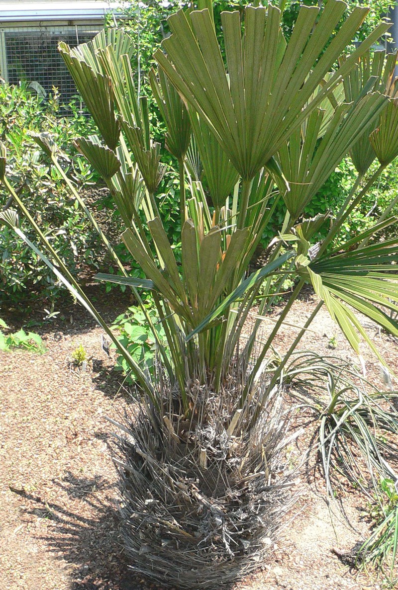 Needle Palm photo 3