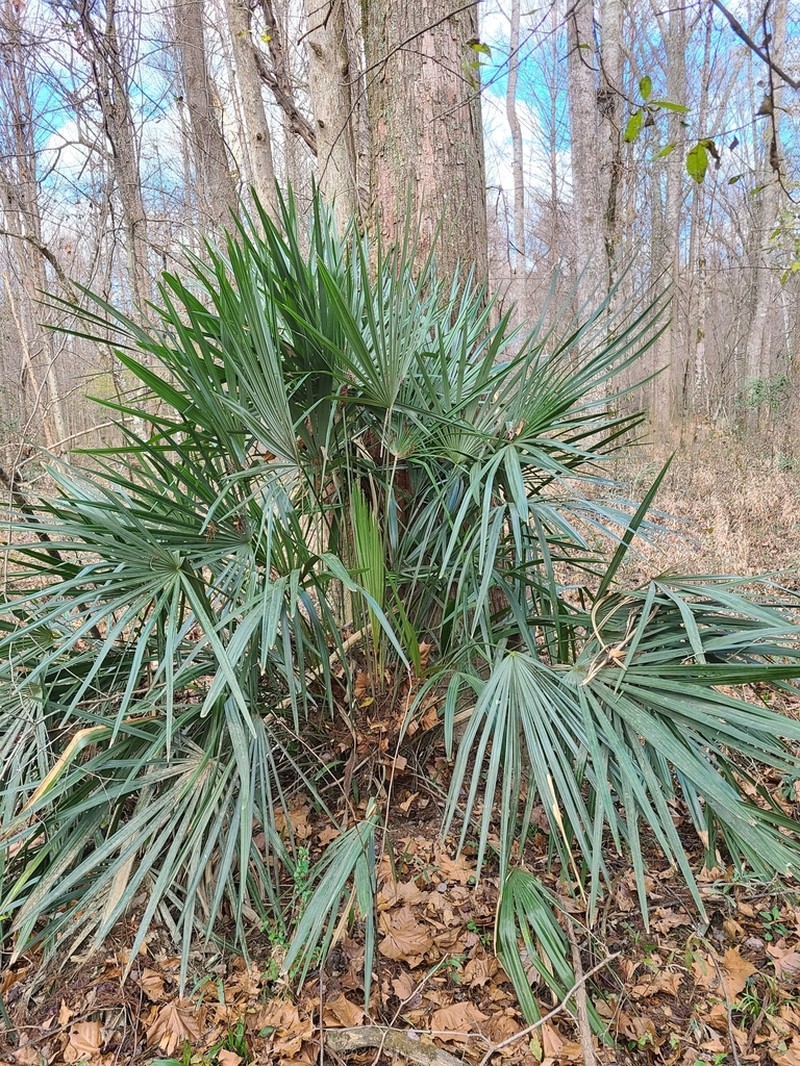 Needle Palm photo 3