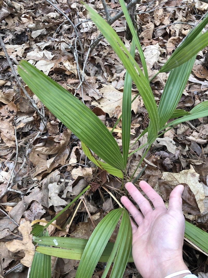 Needle Palm photo 4