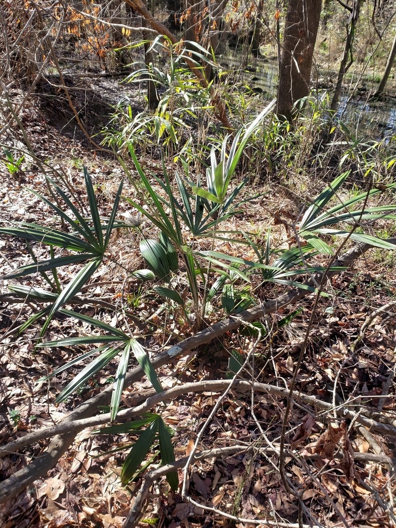 Needle Palm photo 5
