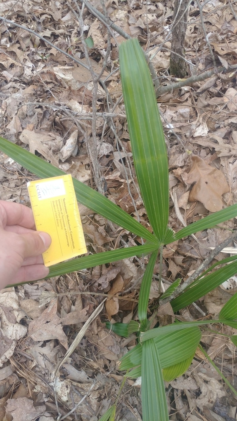 Needle Palm photo 6