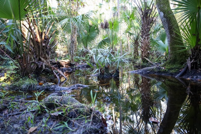 Needle Palm photo 7