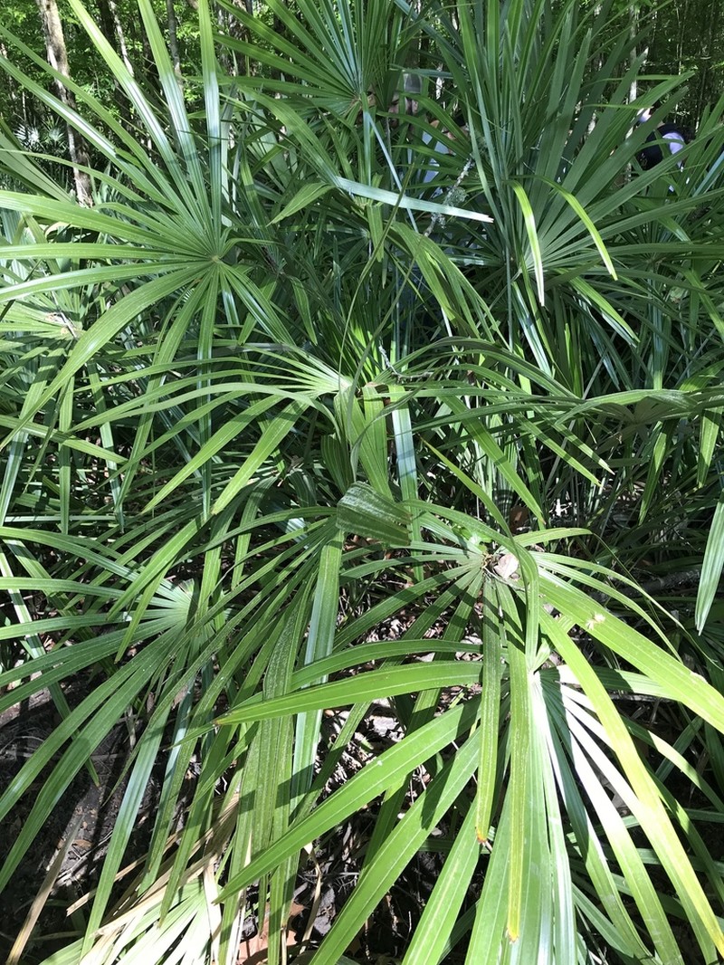 Needle Palm photo 8