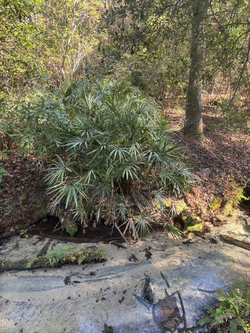 Needle Palm photo 9