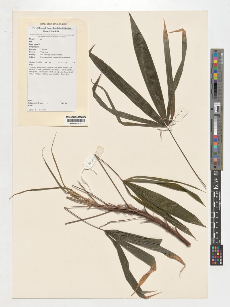 Rhapis evansii