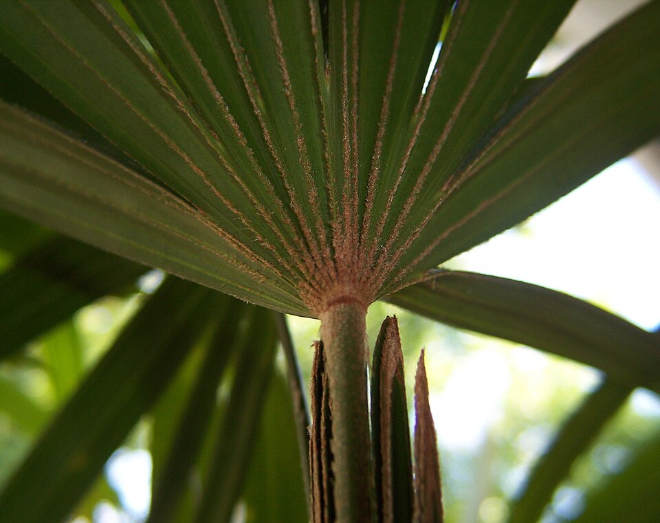 Bamboo Palm photo 2