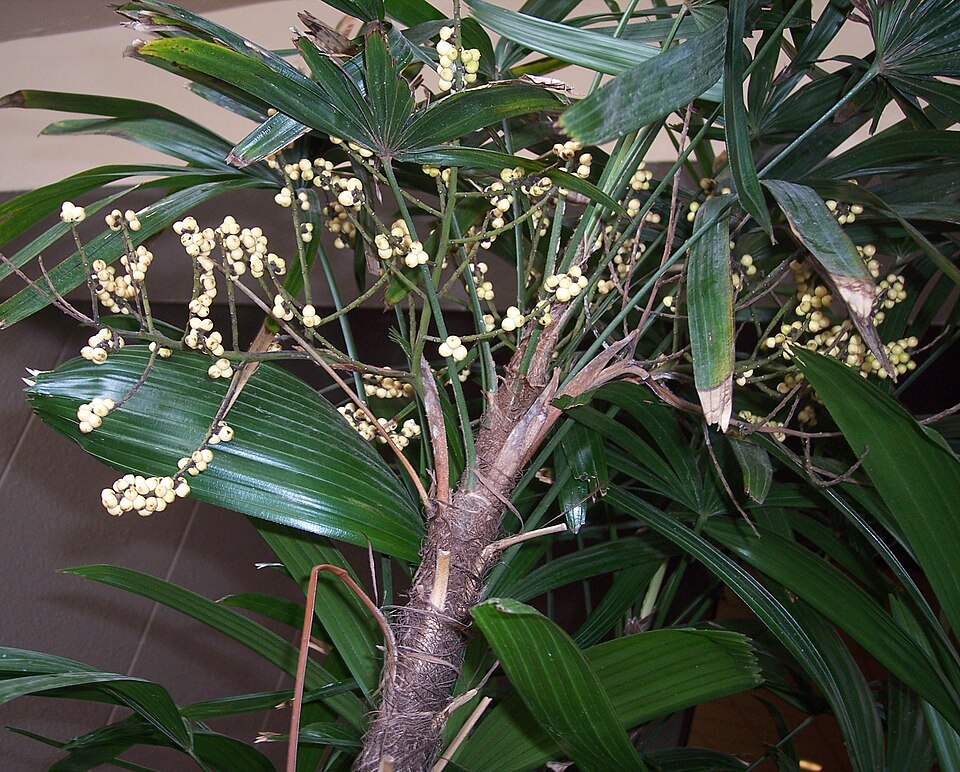 Bamboo Palm photo 3