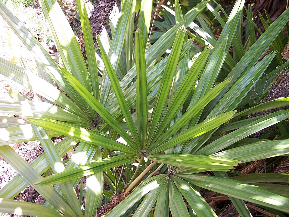 Bamboo Palm photo 4