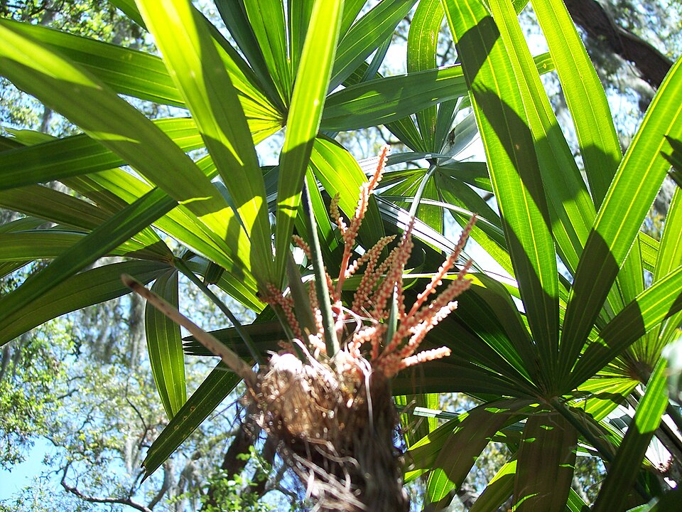 Bamboo Palm photo 5