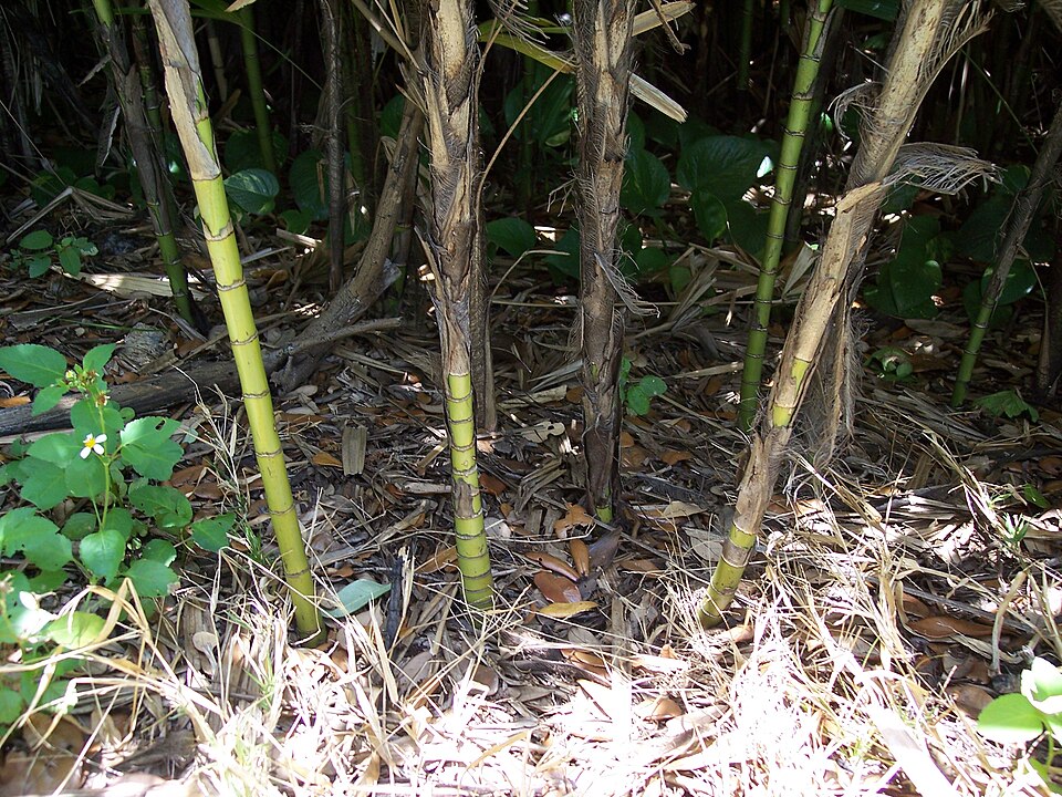Bamboo Palm photo 6