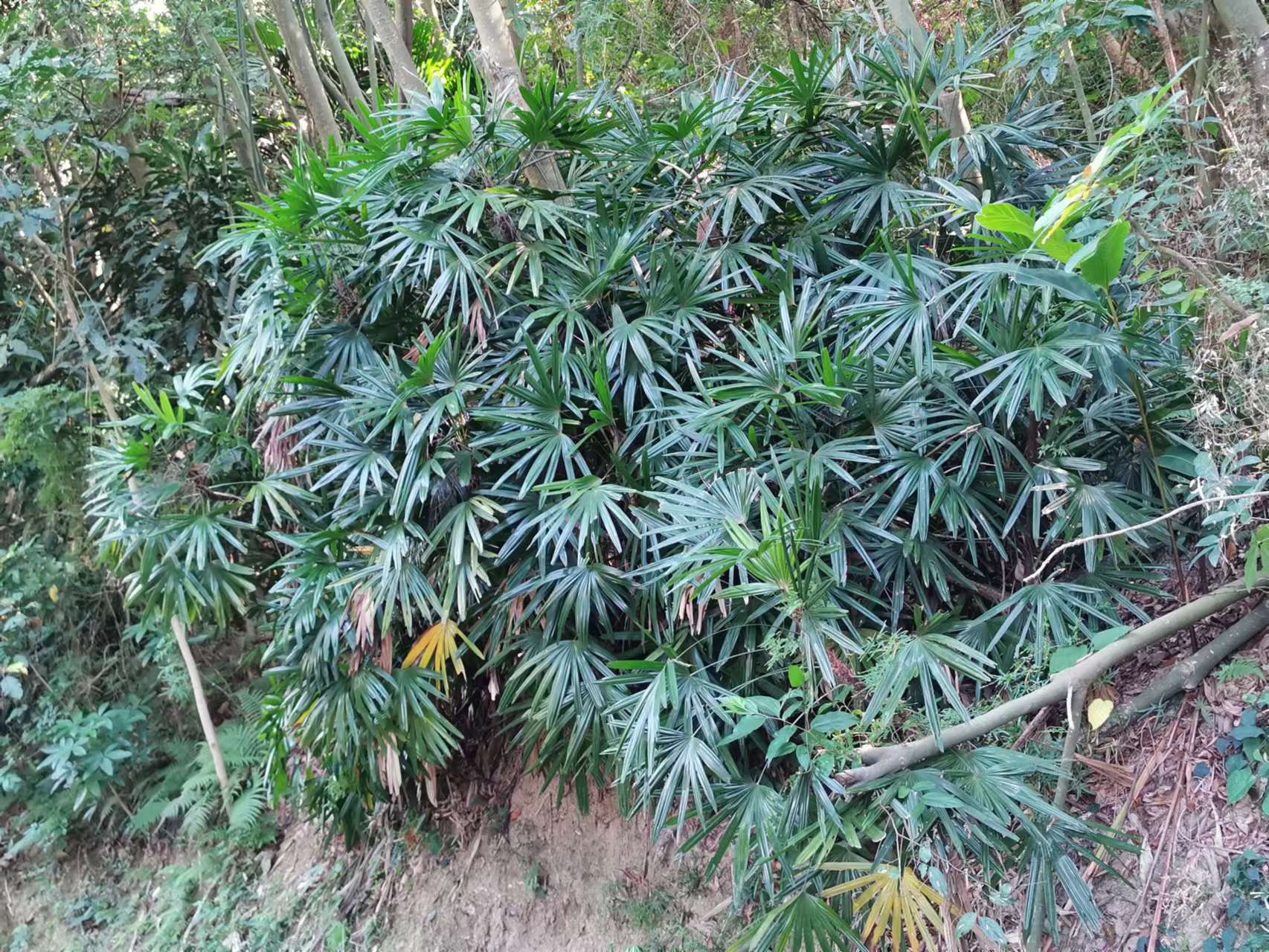 Bamboo Palm photo 7