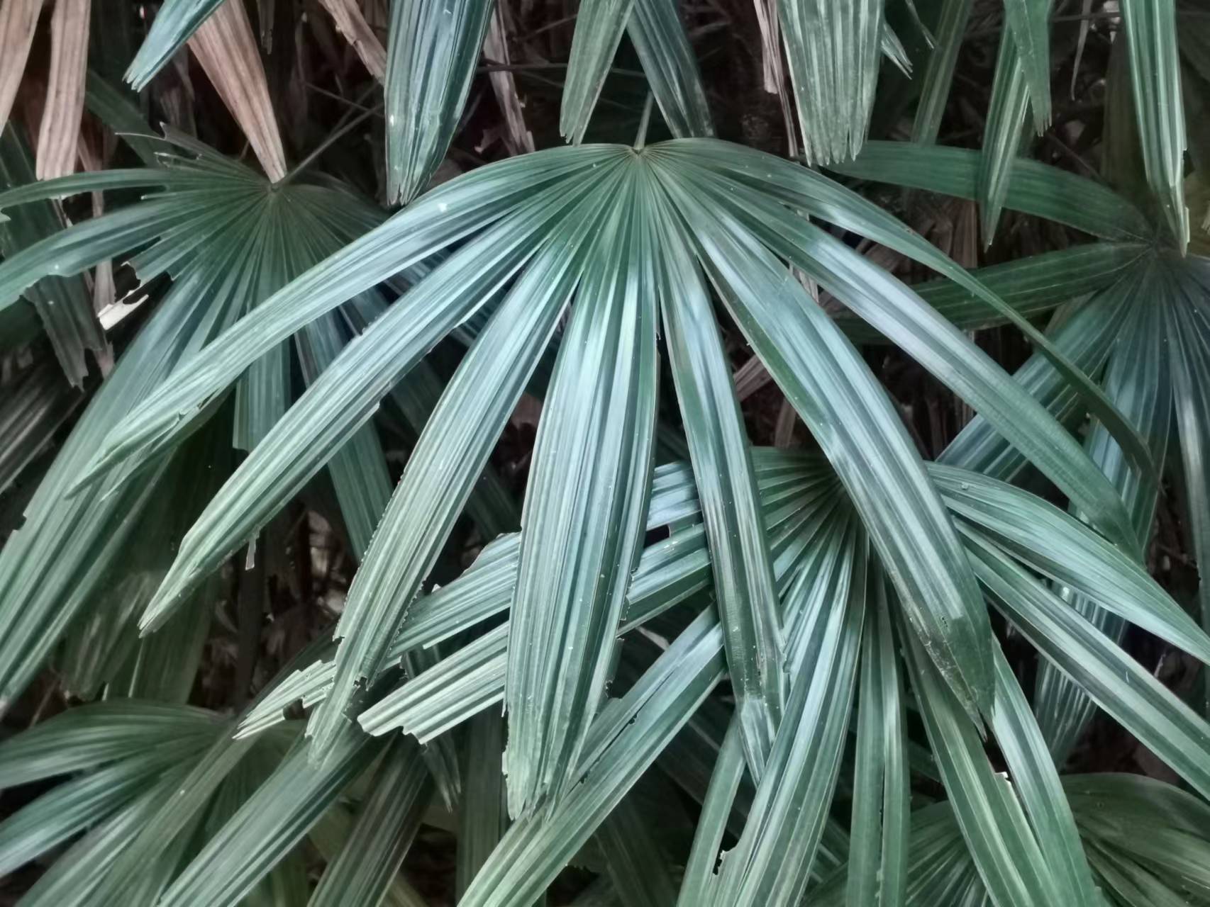 Bamboo Palm photo 8