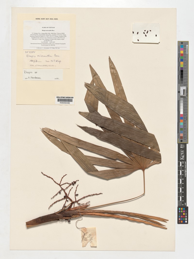 Rhapis laosensis subsp. macrantha