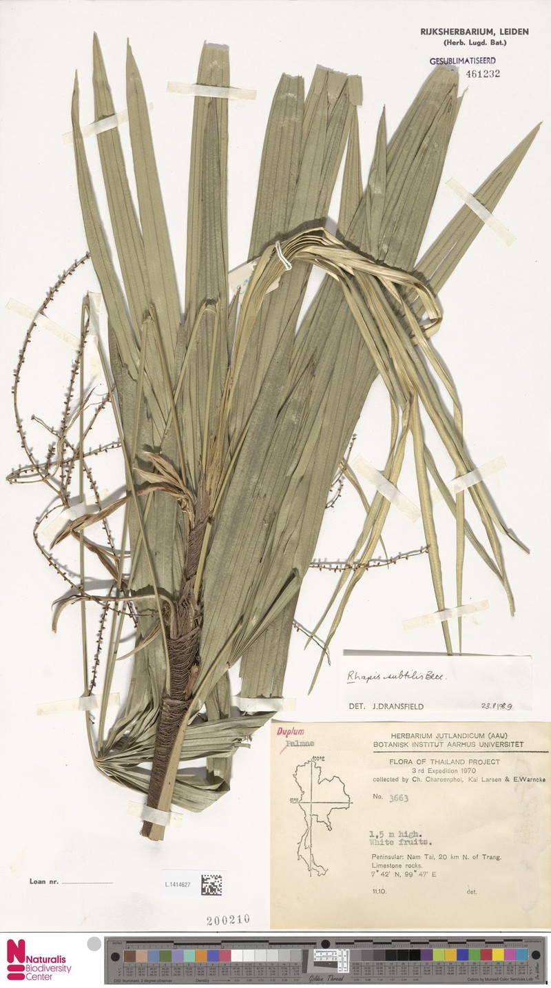 Rhapis subtilis subsp. siamensis