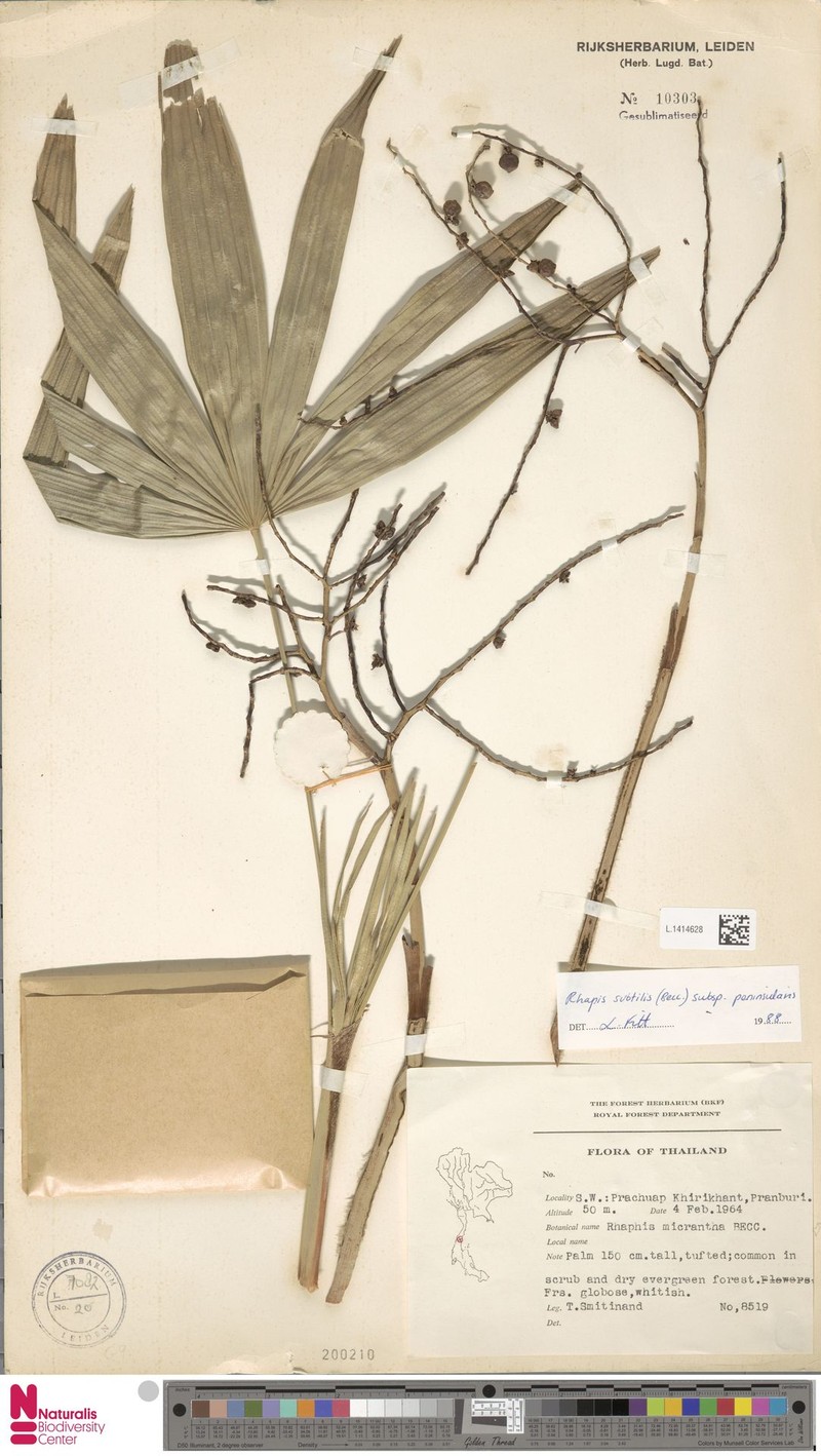Rhapis subtilis subsp. siamensis photo 2