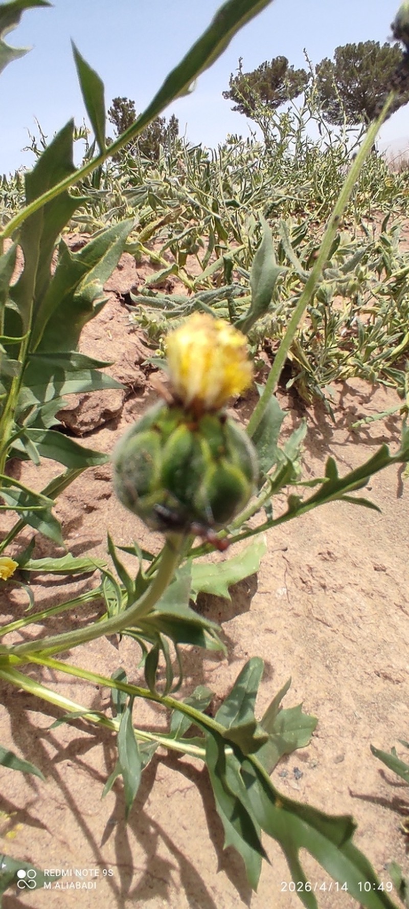 Rhaponticoides lachnopus